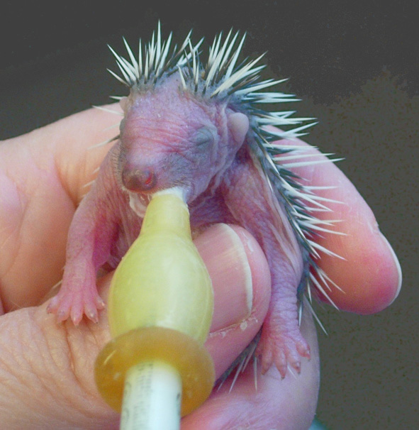 egel in nood 