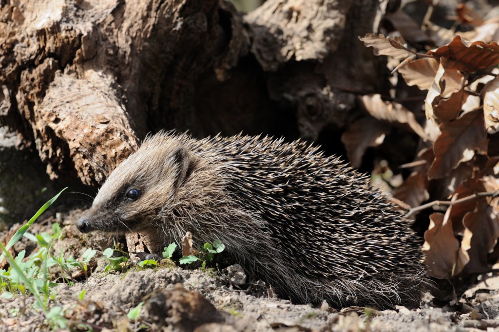 De egel | Egelbescherming Nederland