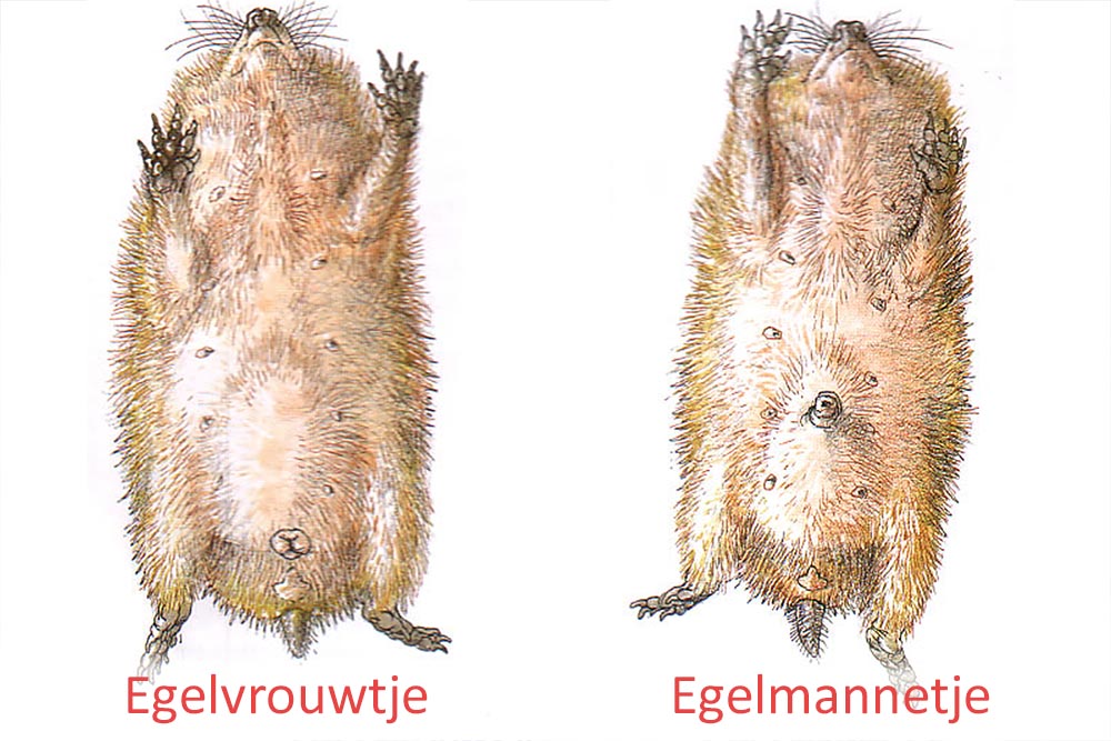 Geslachtsbepaling egel tekening