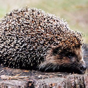 Stichting Egelbescherming Nederland Oost-Europese egel