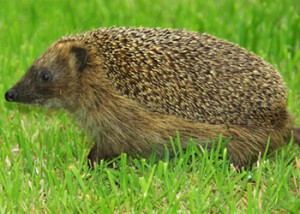 egel volwassen gezond leeftijdsbepaling