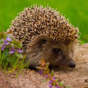 Stichting Egelbescherming Nederland gewone egel