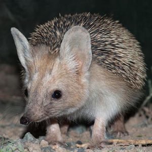 Stichting Egelbescherming Nederland langooregel