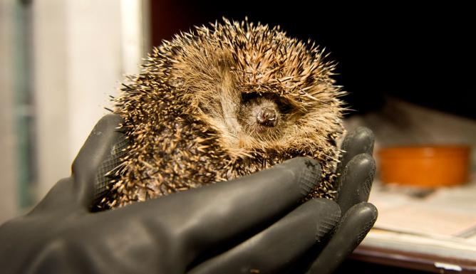 Arrestant heeft egel in jaszak