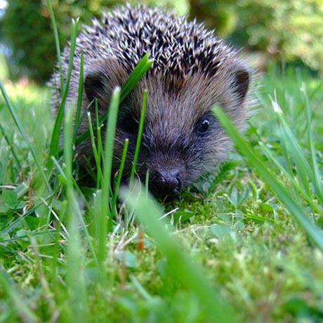 Eerste egel van Vlaanderen uitgerust met een zendertje