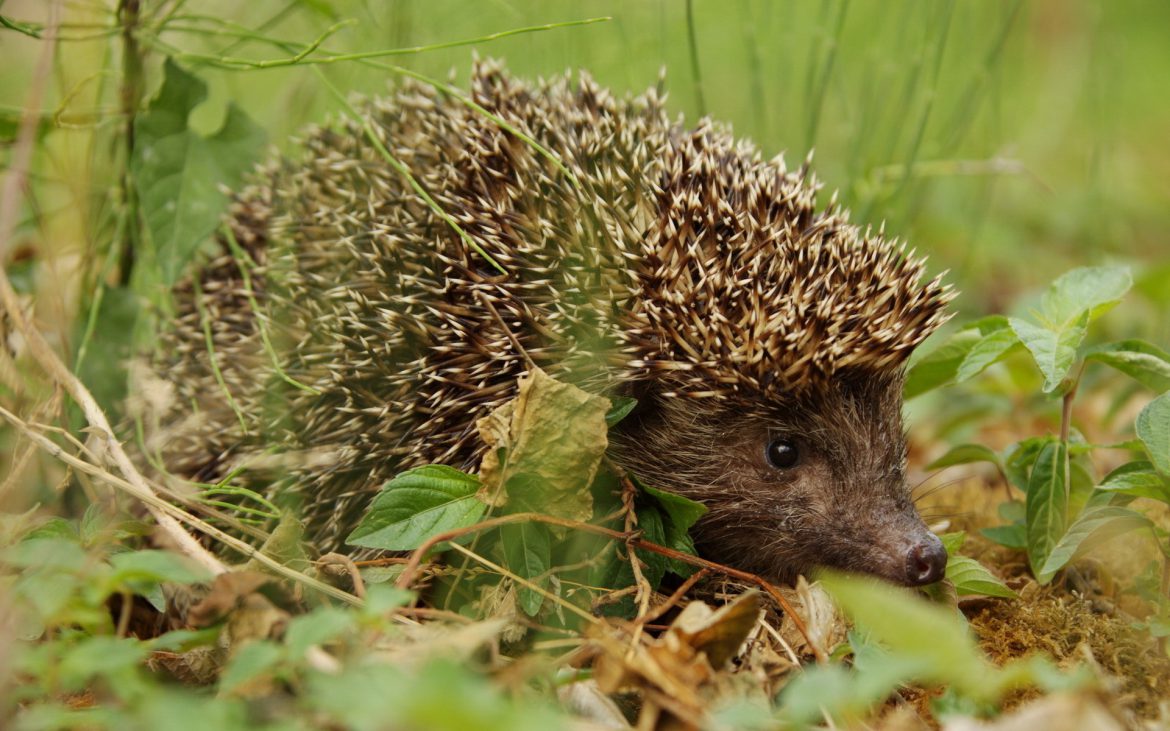 Landschap Overijssel wil adviseren bij aanleggen natuurerf