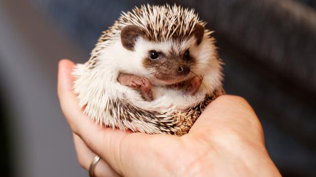 Nerts en witbuikegel mogen gehouden worden als huisdier