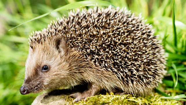 Egels in Groot-Brittannië krijgen beschermd natuurgebied