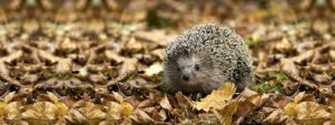 De Gelderlander – Hartje november en 15 graden: leuk voor de mens, slecht voor de natuur