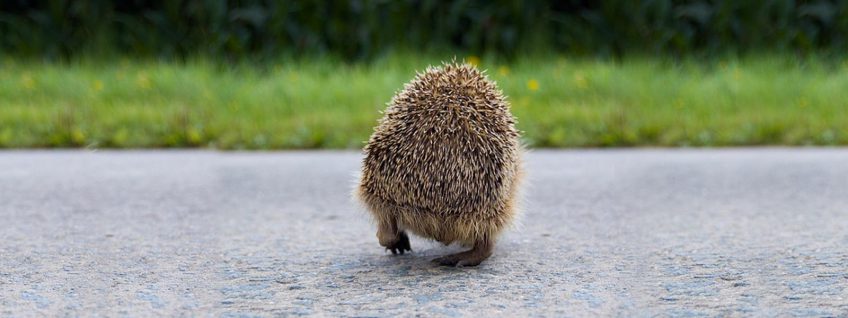 Te veel dieren worden doodgereden, boswachters waarschuwen automobilisten