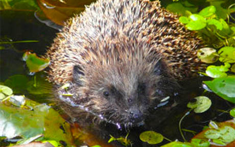 egels in uw tuin Egelbescherming Nederland