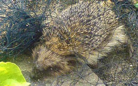 egels in uw tuin Egelbescherming Nederland