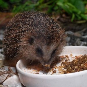 CORONALEED BIJ DIEREN: HELP ZE!