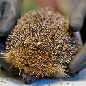 OPROEP OM DIEREN MET SOORTGELIJKE VERSCHIJNSELEN DOOR TE GEVEN AAN DE EGELBESCHERMING