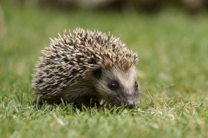 Max Ouderenjournaal bezoekt Egelbescherming Nederland