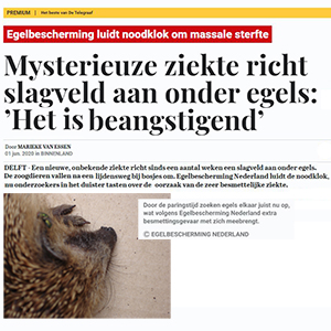 Telegraaf: Mysterieuze ziekte richt slagveld aan onder egels: ’Het is beangstigend’