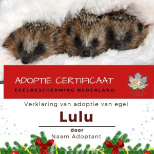 Adoptie cadeaupakket met certificaat en knuffel Kersteditie
