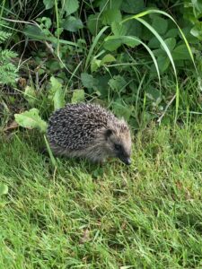 Egels overdag: fout of fabel?