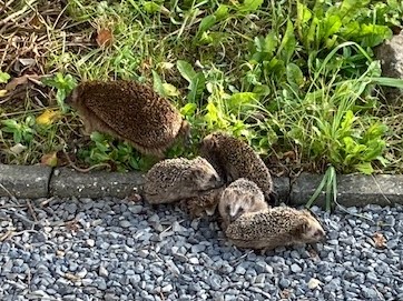 Help er lopen jonge egels in mijn tuin!