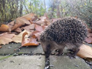 Winterslaap en bijvoeren – Overleeft deze egel de winter?