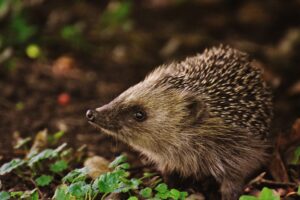 Hedgehog Day