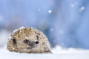 1 april 2022: Sneeuw! Geen grap voor egels