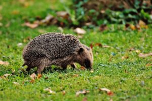 Obesitas komt in de natuur niet voor