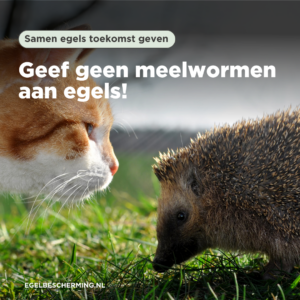 Voer egels nooit meelwormen!