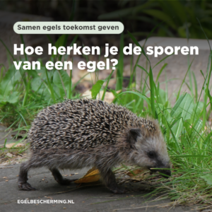 Hoe herken je de sporen van een egel?