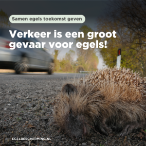 Verkeer is een groot gevaar voor egels!