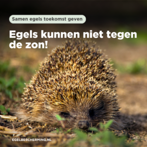 Egels in het zonnetje?