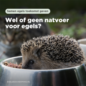 Natvoer voor katten (paté) wel of niet goed voor egels?