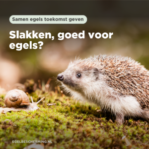 Slakken, goed voor egels?