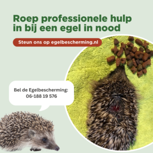 Roep professionele hulp in bij egels in nood