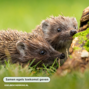 Dierendag 2023: Ook voor de egels!