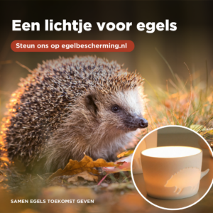 Een lichtje voor egels