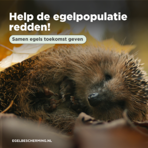 Help de egelpopulatie redden!