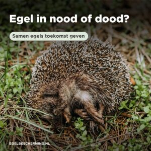 Egel in nood of dood?