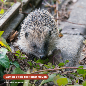 Valentijn voor de egels!