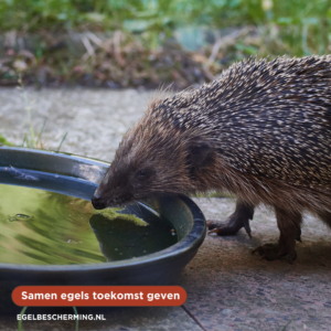 Februari warmste maand ooit, egels ontwaken te vroeg!