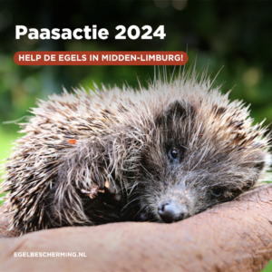 Paasactie 2024: Help de egels in Midden-Limburg!
