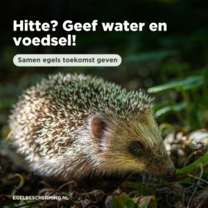 Hitte? Geef water en voedsel!