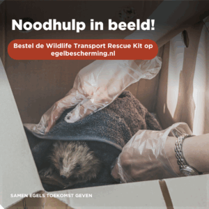 Kun je een egel niet zelf helpen? Zo red je toch een leven 🦔