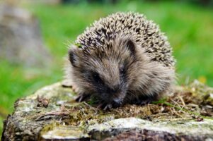 ZET ROBOTMAAIERS OVERDAG AAN, NIET IN DE NACHT