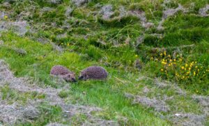 Goed nieuws voor de egel: bescherming komt hoger op de politieke agenda
