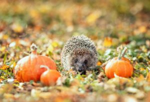 Pompoenalarm voor egels of Halloweenmythe?